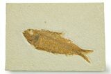 Detailed Fossil Fish (Knightia) - Wyoming #369425-1